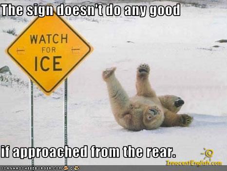 polar-bear-lol.jpg